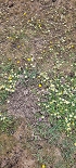 Plants: image 63 Of 208 Thumb